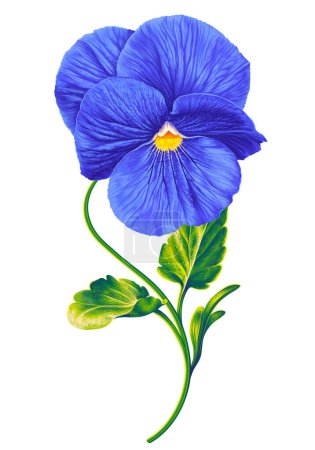 Illustration for Vector blue pansy, blue viola flower. Hand drawn plant in vector format. Detailed realistic botanical illustration for your design, flyers, advertising, social media, textiles. - Royalty Free Image