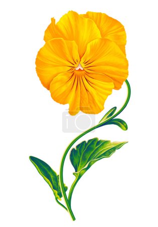 Illustration for Vector flower pansy yellow bright flower detailed hand drawn. Botanical illustration for your design, flyers, advertising, social media, textiles. - Royalty Free Image