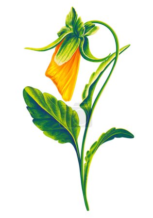 Illustration for Digital flower, bud of yellow pansy, element for botanical composition. Clip art with a detailed plant isolated on a white background. - Royalty Free Image