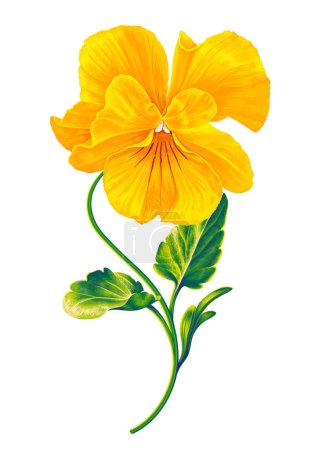 Illustration for Vector realistic hand drawn detailed flower pansy, yellow viola. Floral element for your product design. Print for clothing, or an element for cards, botanical frames, invitations, save the date - Royalty Free Image