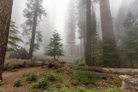 Photo for Sequoia National Park, California, USA - September 17 - view of the Sequoia National Park landscape - Royalty Free Image