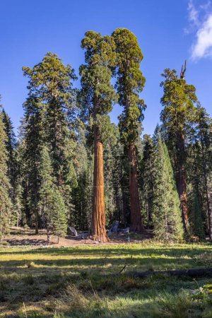 Foto de Parque Nacional Sequoia, California, EE.UU. - 17 de septiembre - vista del paisaje del Parque Nacional Sequoia - Imagen libre de derechos
