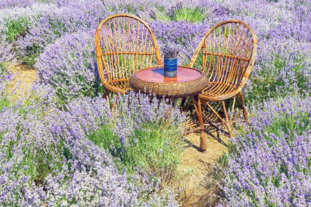 Stühle und Tisch aus Weidenreben handgefertigte Möbel mit Lavendel in Vase auf dem violetten Lavendelfeld, provenzalischer Stil
