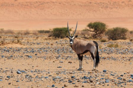 Foto de Oryx, gran antílope en la parte sur del desierto de Namib en el Parque Nacional Namib-Naukluft de Namibia. Duna en el fondo. - Imagen libre de derechos