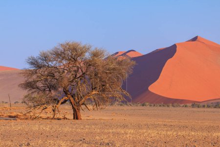 Dunes in the southern part of the Namib Desert in the Namib-Naukluft National Park of Namibia. Beautiful sunrise. African vegetation.