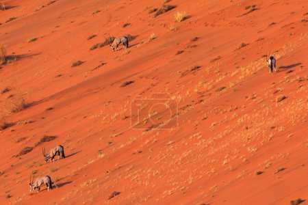 Foto de Oryx, gran antílope, en la escarpa de dunas en el desierto de Namib en el Parque Nacional Namib-Naukluft de Namibia. - Imagen libre de derechos