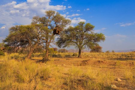 Foto de Nido comunal de tejedores sociables, Philetairus socius, vegetación africana alrededor. Solitario, Namibia, Sudáfrica. - Imagen libre de derechos