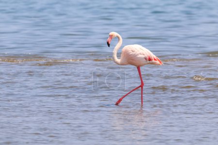 Foto de Costa africana del Atlántico. Colonia de flamencos rosados. Interesante observación de aves. Hermoso resort namibio de Swakopmund. - Imagen libre de derechos