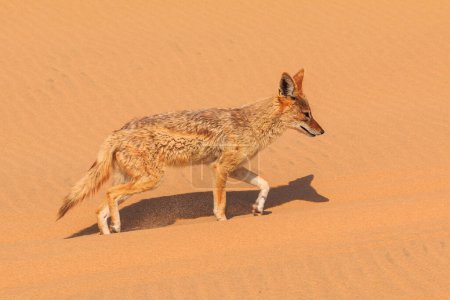 Téléchargez les photos : Jackals in the dunes of the Namib Desert, the Namib-Naukluft National Park of Namibia. Sandwich Harbor, Swakopmund, Namibie. - en image libre de droit