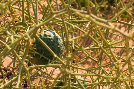 Foto de Pepino africano con cuernos, kiwano. una vid anual en la familia de pepinos y melones, planta alimentaria tradicional en África. Sandwich Harbor, Namibia. - Imagen libre de derechos