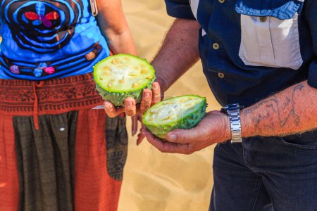 Foto de Sandwich Harbor, Namibia - 03 de octubre de 2018: pepino de cuernos africanos, kiwano. una vid anual en la familia de los pepinos y melones, planta alimentaria tradicional en África. - Imagen libre de derechos