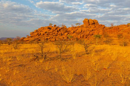 Téléchargez les photos : Paysage namibien, sol rouge et végétation africaine autour. Damaraland. Beau lever de soleil. Namibie. - en image libre de droit