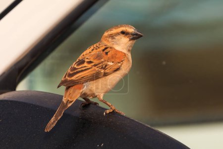 Téléchargez les photos : The sparrow-weaver, birds in the family Ploceidae. Small african bird. Mowani, Damaraland, Namibia, South Africa. - en image libre de droit