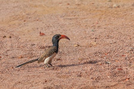 Photo for Damara red-billed hornbill, small species of African hornbills. Species of hornbill in the family Bucerotidae. Africa wildlife. Mowani, Damaraland, Namibia. - Royalty Free Image
