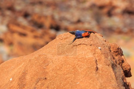Téléchargez les photos : The common agama sits one the stone under the sun. Detailed image of a lizard. Wildlife of Namibia. Twyfelfontein, Damaraland,Namibia. - en image libre de droit
