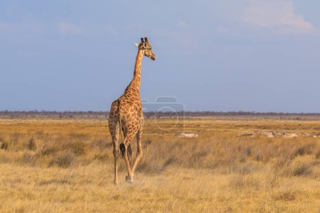 Téléchargez les photos : Giraffe stands by bushes, Etosha National Park in Namibia. - en image libre de droit