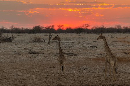 Téléchargez les photos : Giraffe stands by the pond. Beautiful evenings in Etosha National Park in Namibia. - en image libre de droit