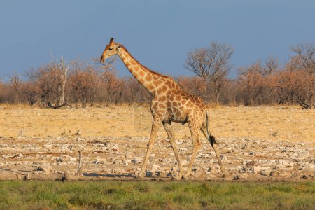 Téléchargez les photos : Giraffe stands by bushes, Etosha National Park in Namibia. - en image libre de droit