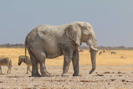 Téléchargez les photos : Elephant, zebras and antelopes in natural habitat in Etosha National Park in Namibia. African wildlife. South Africa. - en image libre de droit