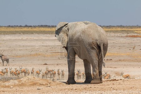 Téléchargez les photos : Elephant, zebras and antelopes in natural habitat in Etosha National Park in Namibia. African wildlife. South Africa. - en image libre de droit