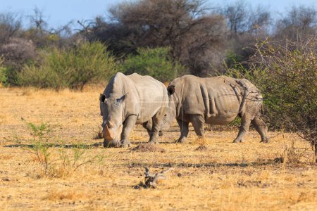 Foto de White rhino in natural habitat in Waterberg Plateau National Park in Namibia. African wildlife. South Africa. - Imagen libre de derechos