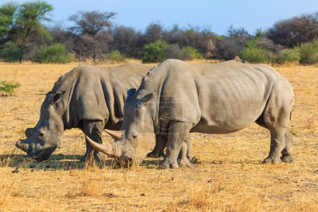 Foto de White rhino in natural habitat in Waterberg Plateau National Park in Namibia. African wildlife. South Africa. - Imagen libre de derechos