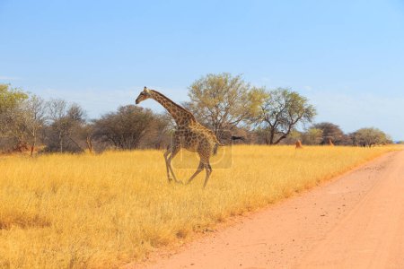 Foto de Giraffe in natural habitat in Waterbeg Plateau National Park. Namibia, South Africa. - Imagen libre de derechos