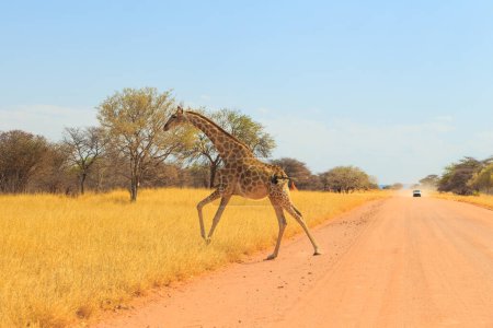 Foto de Giraffe in natural habitat in Waterbeg Plateau National Park. Namibia, South Africa. - Imagen libre de derechos