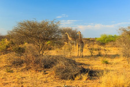 Foto de Giraffe in natural habitat in Waterberg Plateau National Park. Namibia, South Africa. - Imagen libre de derechos