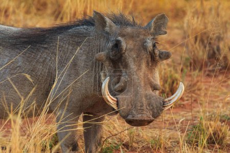 Téléchargez les photos : Common warthog in natural habitat in Waterberg Plateau National Park. Namibia, South Africa. - en image libre de droit
