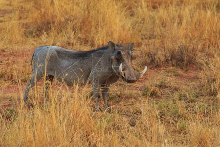 Téléchargez les photos : Common warthog in natural habitat in Waterberg Plateau National Park. Namibia, South Africa. - en image libre de droit