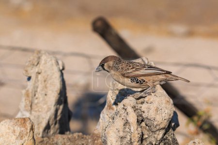 Foto de The sparrow-weaver, birds in the family Ploceidae. Small african bird. Etosha National Park, Namibia, South Africa. - Imagen libre de derechos