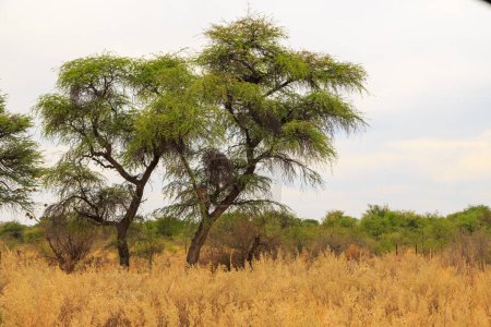 Foto de Hermoso paisaje africano, acacia verde y hierba amarilla. Parque Nacional Waterberg Plateau, Namibia. - Imagen libre de derechos