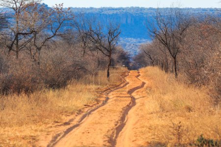Foto de Camino de arena a través del Parque Nacional Waterberg Plateau. Hermoso paisaje africano. Namibia. - Imagen libre de derechos