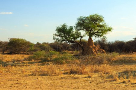Foto de Hermoso paisaje africano, acacia verde y hierba amarilla. Parque Nacional Waterberg Plateau, Namibia. - Imagen libre de derechos