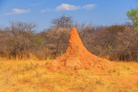 Téléchargez les photos : Mound-building termites.Beautiful african landscape, Waterberg Plateau National Park, Namibia. - en image libre de droit