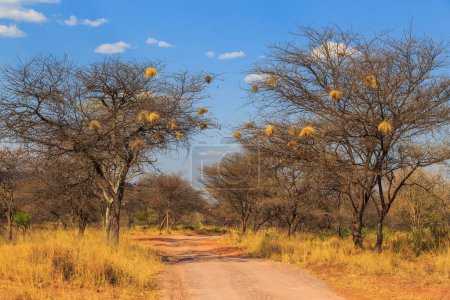 Téléchargez les photos : Andersson Trail in Waterberg Plateau National Park, Kalahari, Otjiwarongo, Namibia, Africa. Communal nest of sociable weavers on trees. - en image libre de droit