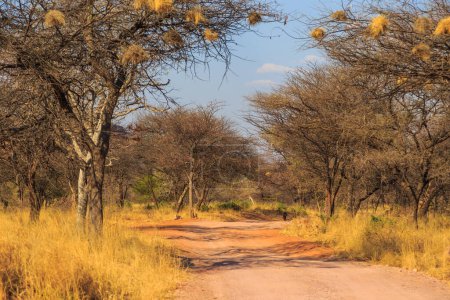 Foto de Andersson Trail en Waterberg Plateau National Park, Kalahari, Otjiwarongo, Namibia, África. Nido comunal de tejedores sociables en árboles. - Imagen libre de derechos