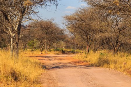 Foto de Andersson Trail en Waterberg Plateau National Park, Kalahari, Otjiwarongo, Namibia, África. Nido comunal de tejedores sociables en árboles. - Imagen libre de derechos