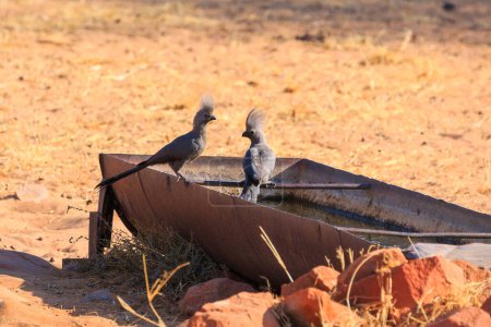 Foto de El pájaro gris (Crinifer concolor), también conocido como lourie gris, loerie gris en hábitat natural, Parque Nacional Waterberg Plateau, Namibia, África. - Imagen libre de derechos