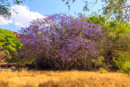 Foto de Hermosas flores moradas en el árbol. Waterberg Plateau National Park, Kalahari, Otjiwarongo, Namibia, África. Hermoso paisaje africano. Formación rocosa. - Imagen libre de derechos
