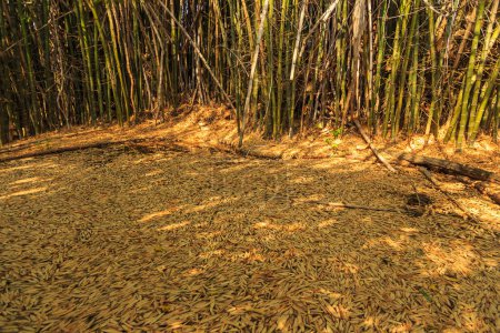 Foto de Bosque de bambú en el Parque Nacional Waterberg Plateau, Kalahari, Otjiwarongo, Namibia, África. Hermoso paisaje africano. - Imagen libre de derechos