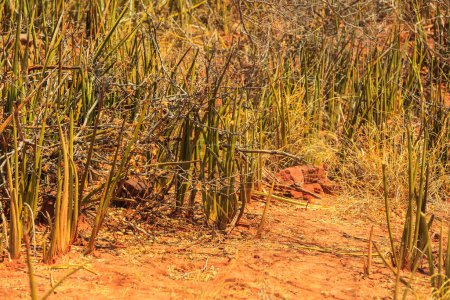 Téléchargez les photos : Sansevieria stuckyi in Waterberg Plateau National Park, Kalahari, Otjiwarongo, Namibia, Africa. Beautiful african landscape. - en image libre de droit