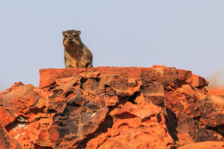 Foto de Hírax rocoso en hábitat natural en el Parque Nacional Waterberg Plateau. Rocas rojas de la meseta. Namibia. - Imagen libre de derechos
