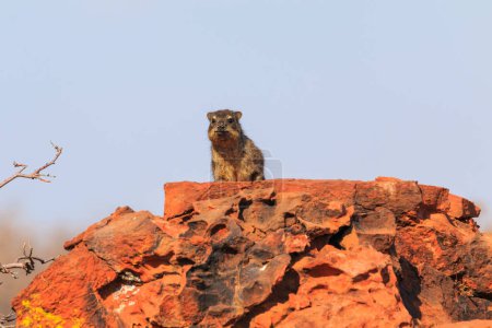 Foto de Hírax rocoso en hábitat natural en el Parque Nacional Waterberg Plateau. Rocas rojas de la meseta. Namibia. - Imagen libre de derechos