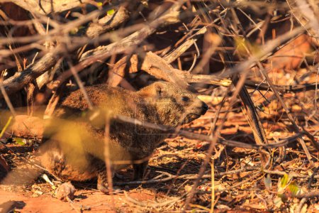 Téléchargez les photos : The rock hyrax in natural habitat in Waterberg Plateau National Park. Red rocks of the plateau. Namibia. - en image libre de droit