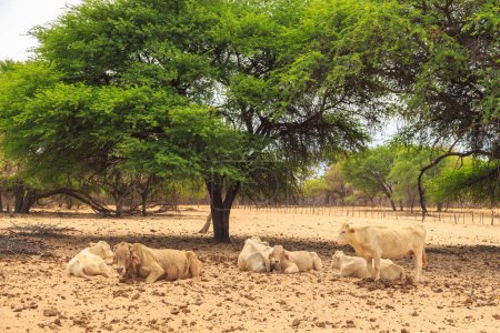 Foto de Vacas blancas en el pasto. Tierra roja en Waterberg Plateau. Paisaje africano. Namibia. - Imagen libre de derechos