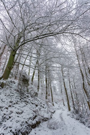 Foto de Trees along a snow-covered path in forest. Winter landscape. Gdansk, Poland. - Imagen libre de derechos