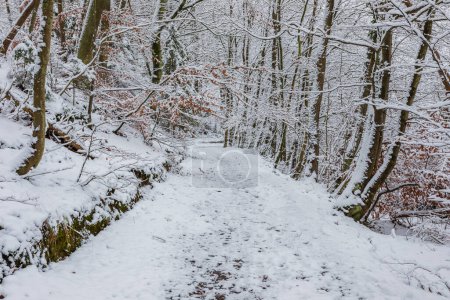Foto de Trees along a snow-covered path in forest. Winter landscape. Gdansk, Poland. - Imagen libre de derechos
