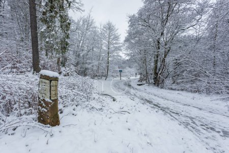 Foto de Gdansk, Poland - 16 December 2018: Trees along a snow-covered path in forest. Winter landscape. - Imagen libre de derechos